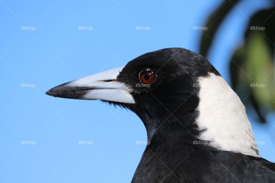 Head and breast profile wild magpie closeup against blue background 