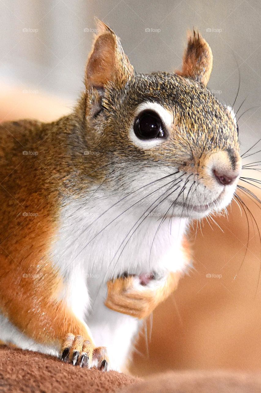 Red squirrel closeup 