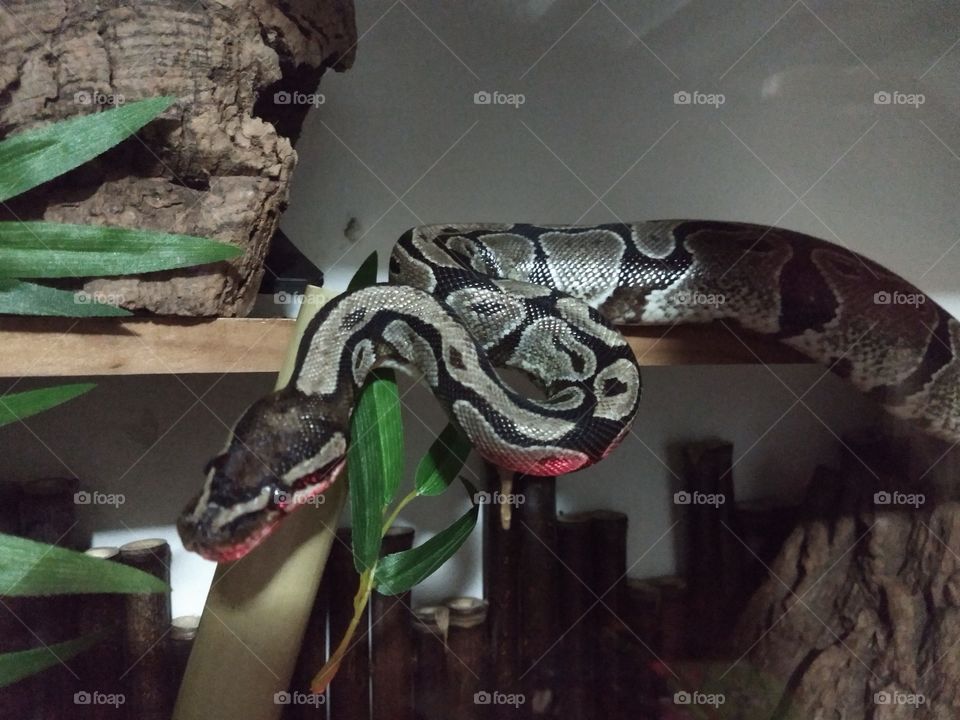 Python