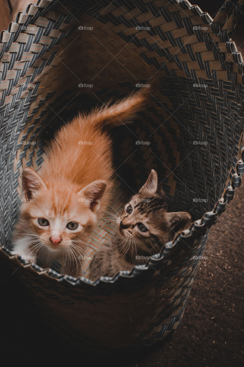 Two little cats playing in the basket