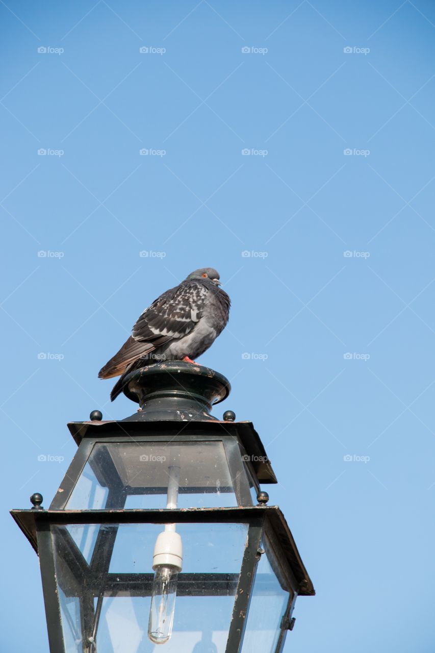 Pigeon in Portugal 