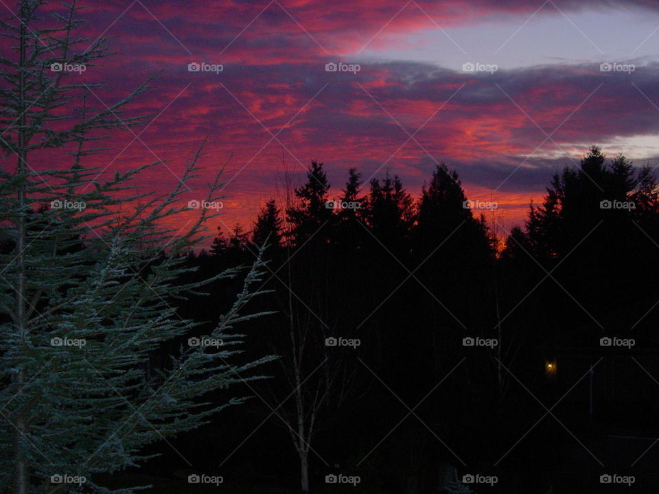 Olympic Mountain Sunset with Fir Tree Silhouette