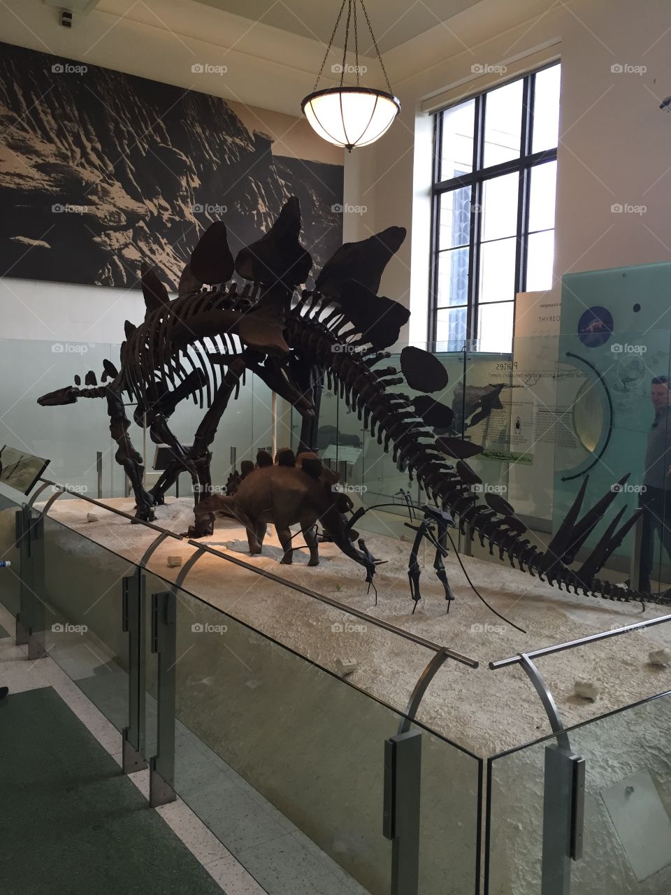 Dinosaur fossils 