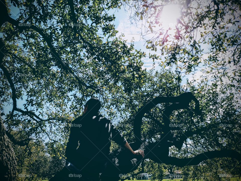 Silhouette of a man sitting in shade under a tree on a horizontal limb of a mature oak tree on a sunny day backlit by a blue partly cloudy sky. The sun is piercing through the tree branches and leaves.