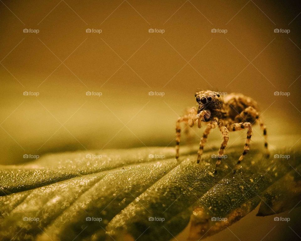 Little cute jumping spider on a Leaf, under a Yellow haze of light. Beautiful Macro shot of this arachnid.