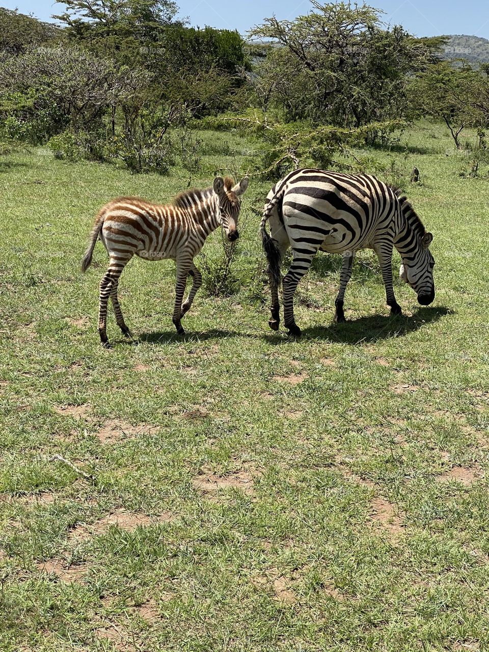 Baby zebra in Kenya