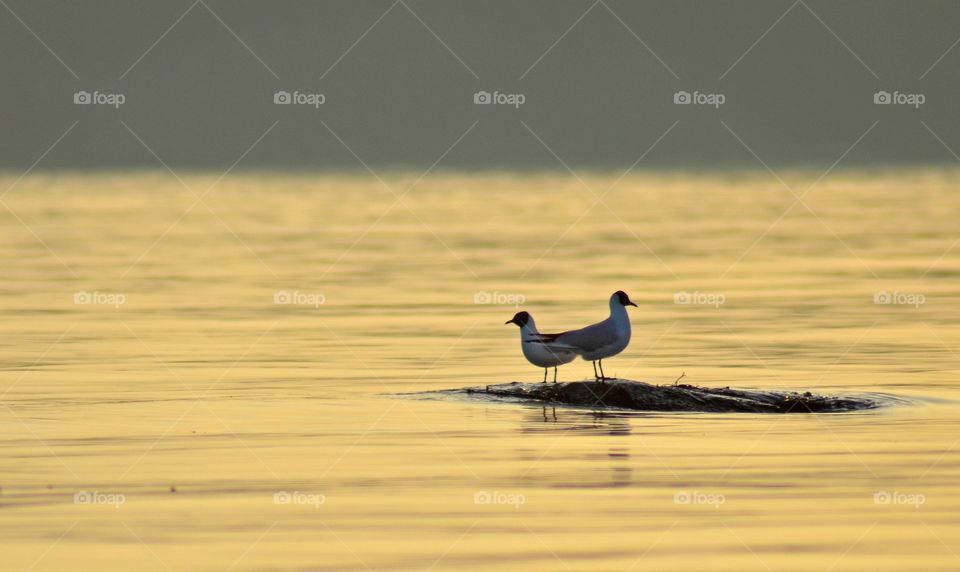 Two gulls in sunset