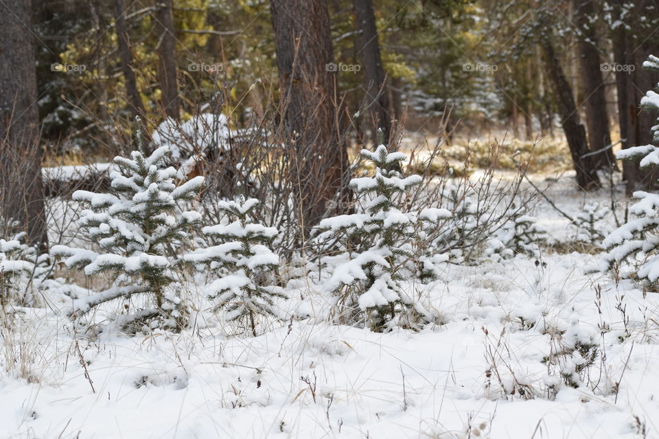 Baby Christmas Trees