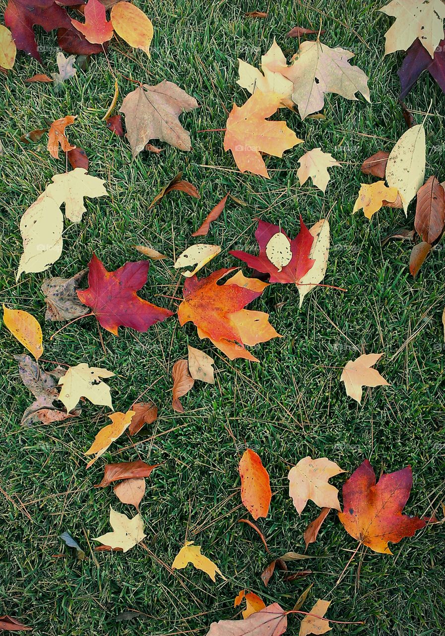 Autumn leaves