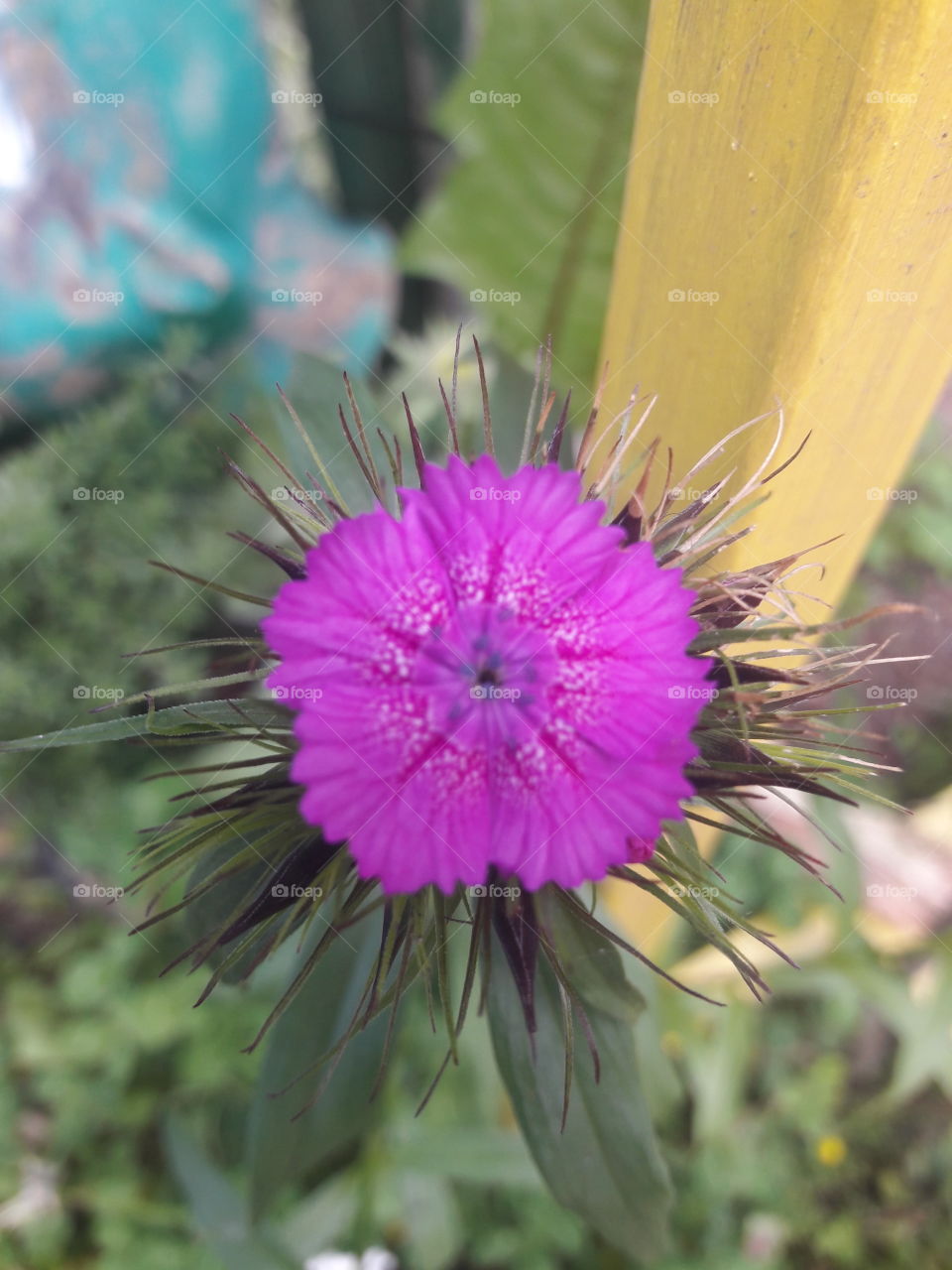 purple flower