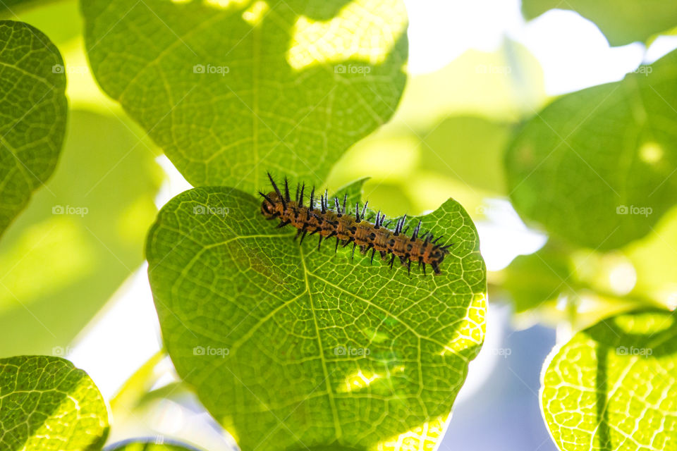 caterpillar on a leaf