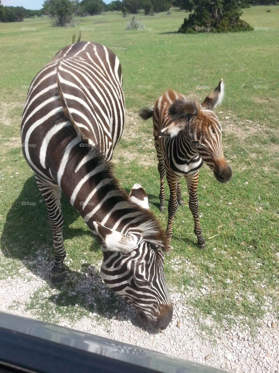 zebras. More animals from the Topsey zoo. beautiful zebra mother and baby!