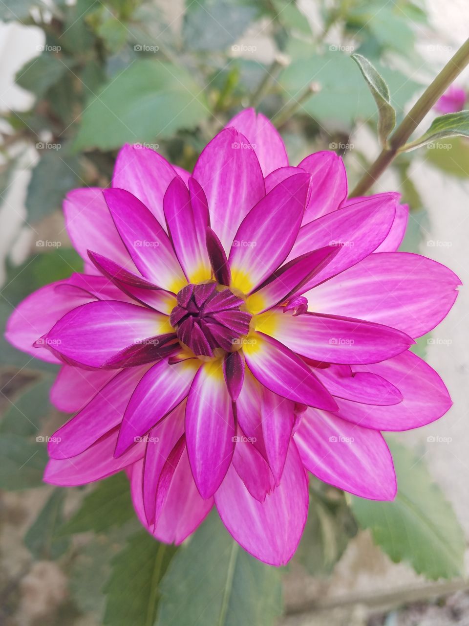 pink zinnia