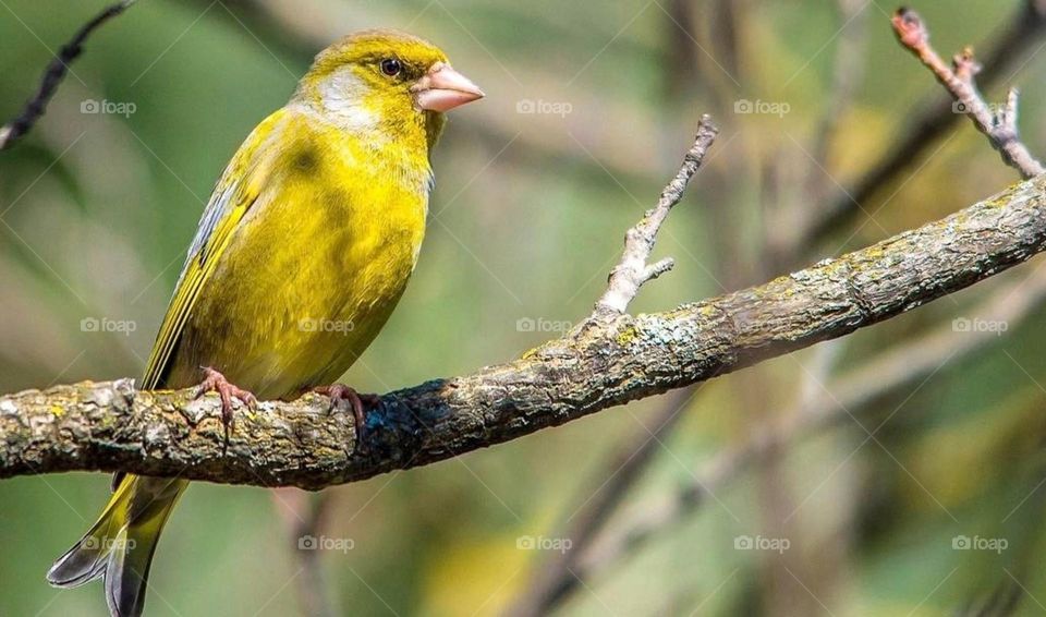 The smallest of birds sings the sweetest song." - This quote can evoke the beauty and power of nature, even in the smallest details.