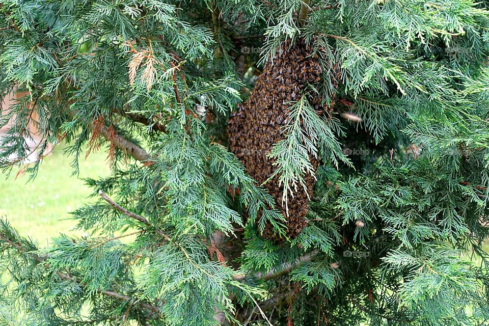 Great fun for the Honeybees 