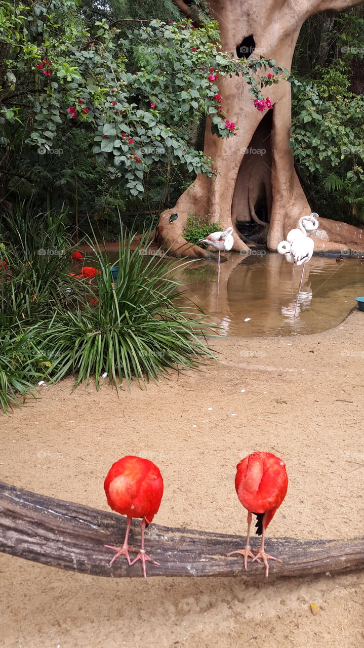 Birds/Фламинго