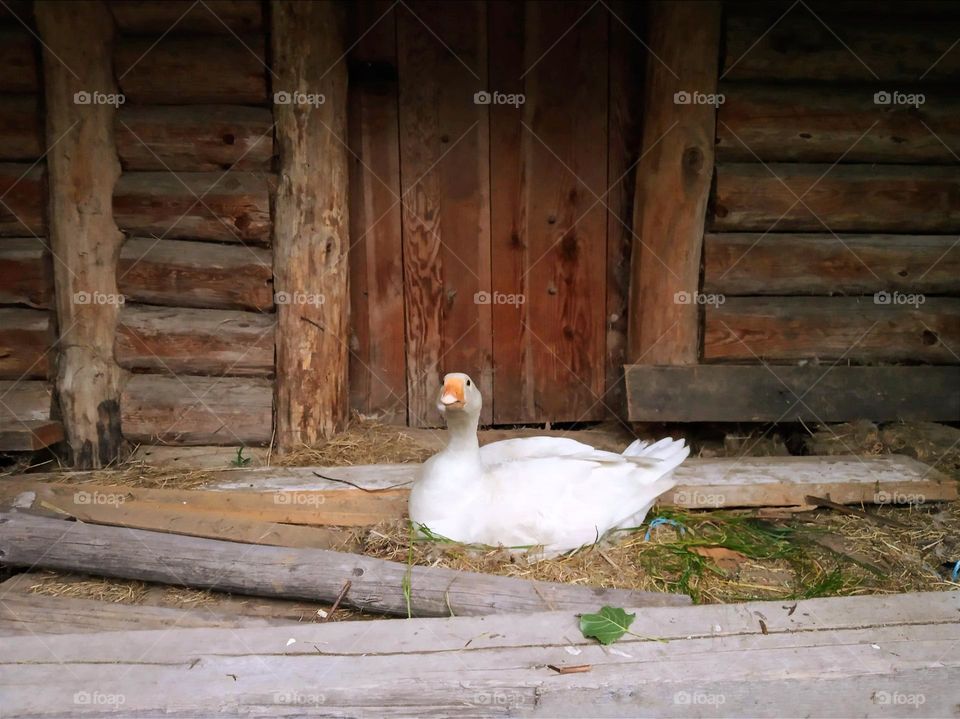 Vacation series: countryside