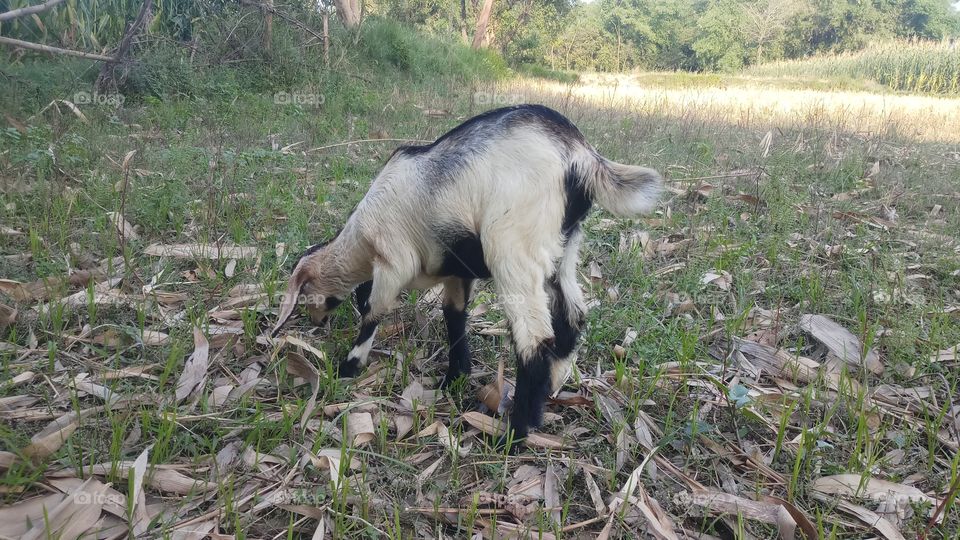 Alpine goats are the result of crossbreeding of American Alpines with French Alpines. American Alpines are the largest goat breeds of America. They are strong, hardy, friendly and productive.