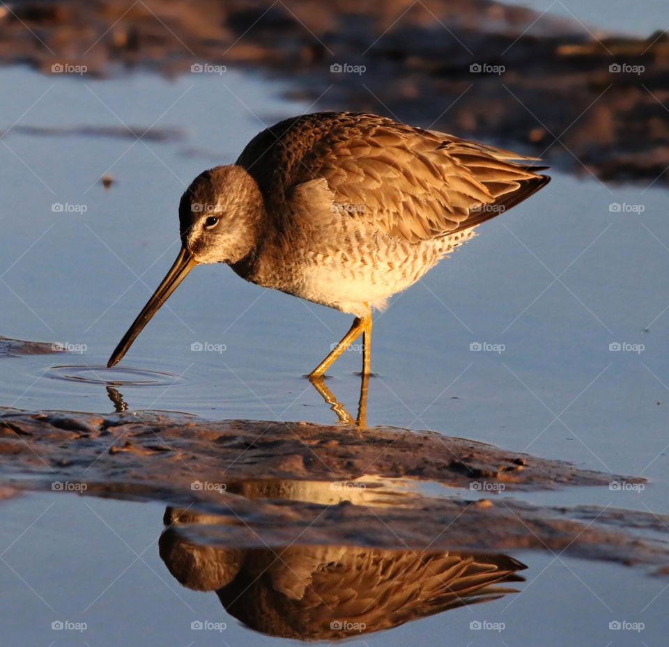 Dowitcher in Lake at Sunrise