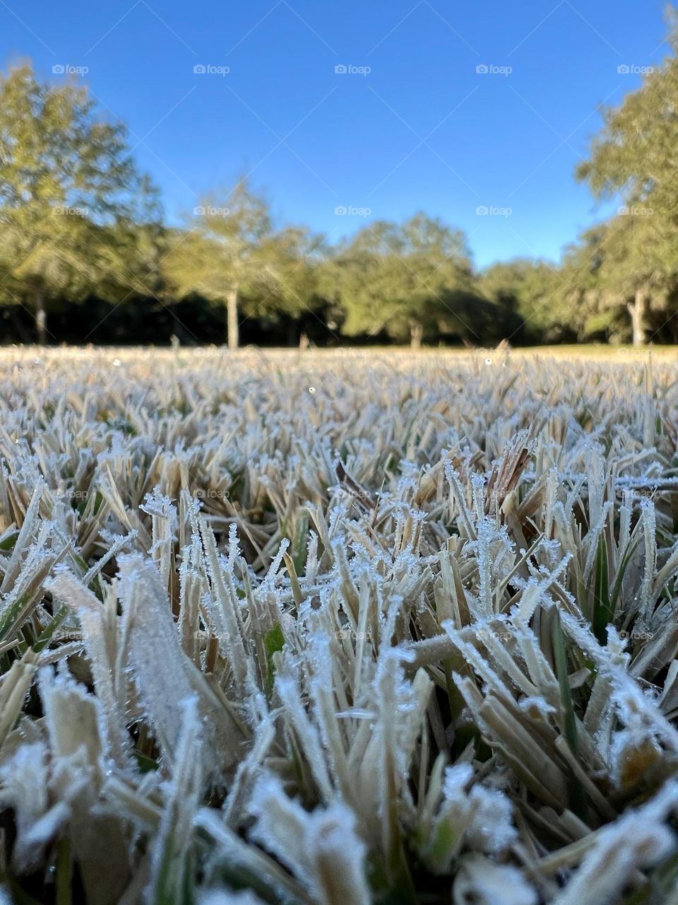 Frosty crab grass waiting for the sun to melt the icy crystals in our front yard at sunrise