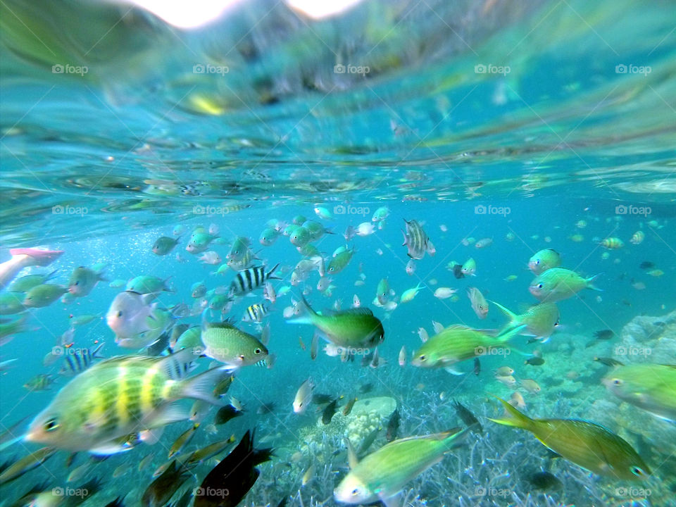 school of fish underwater