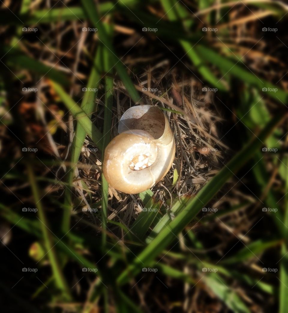 Snail shell found in the grass by a pond in Florida 