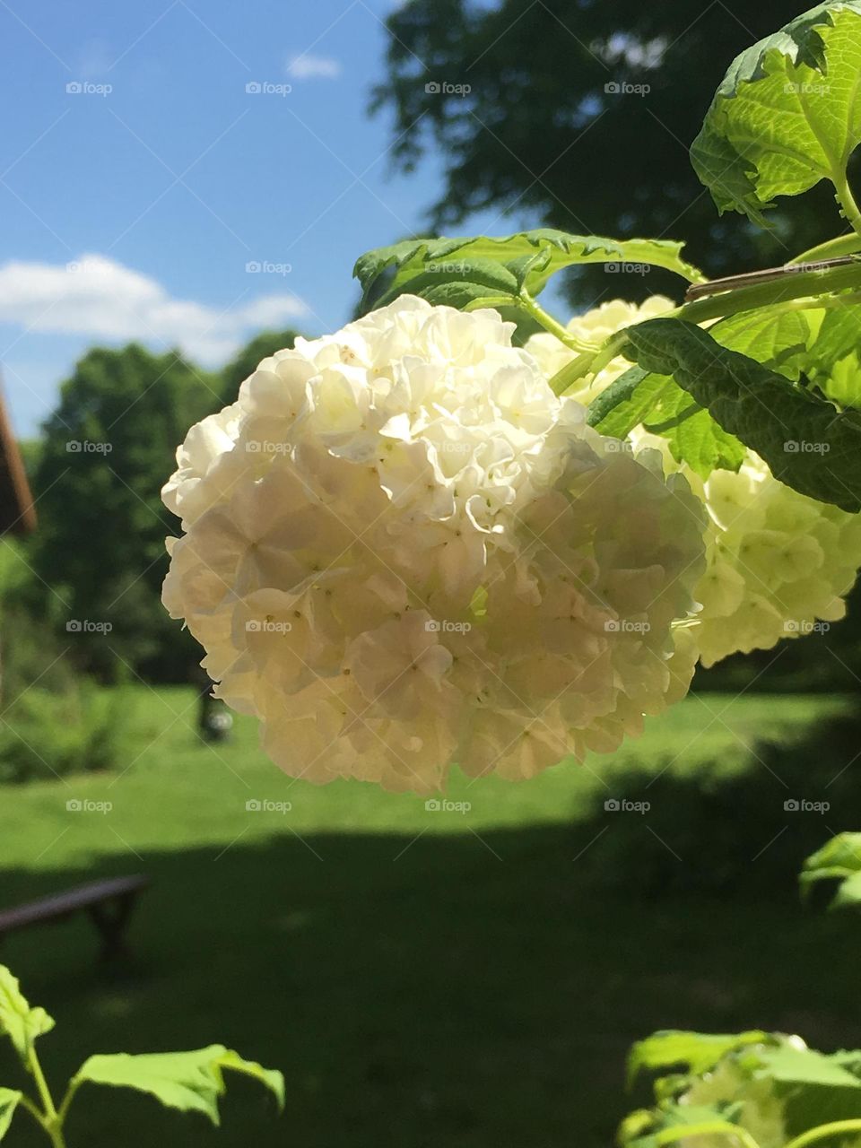 Wild hydrangea flowers formed as white umbel inflorescence in a yard during Maine summer.