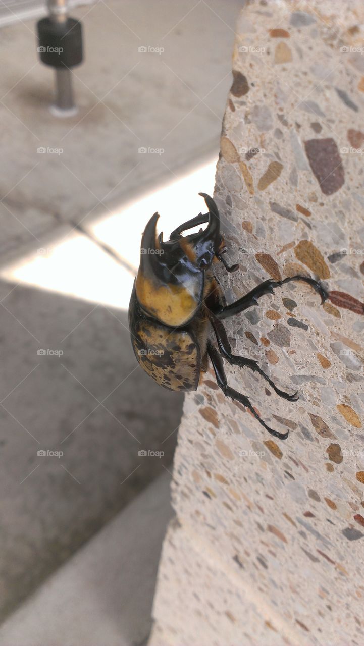 marble bug. horned