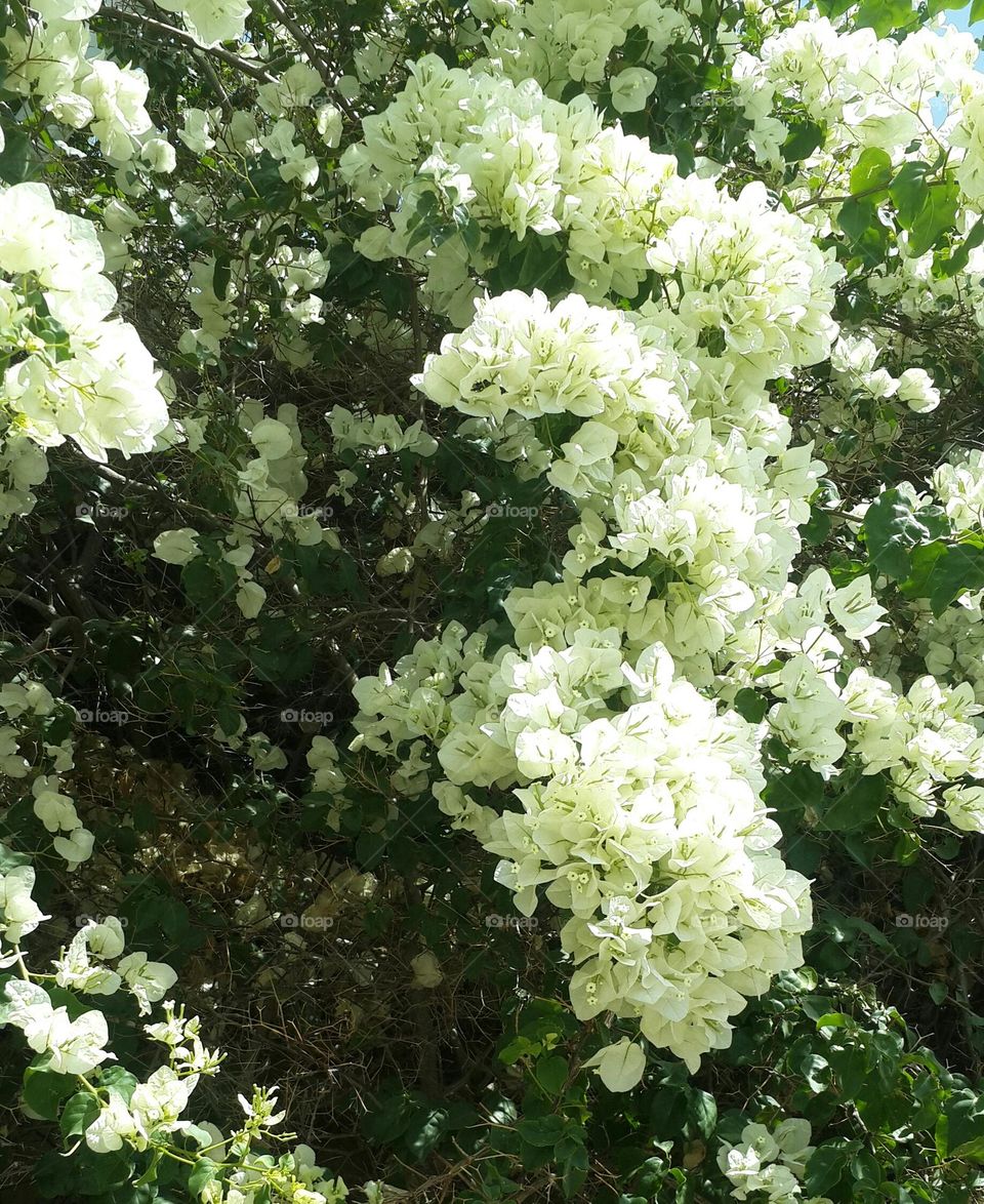 A  bougainvillea tree with white flowers .. So nice view .. I like it too much 👍👌