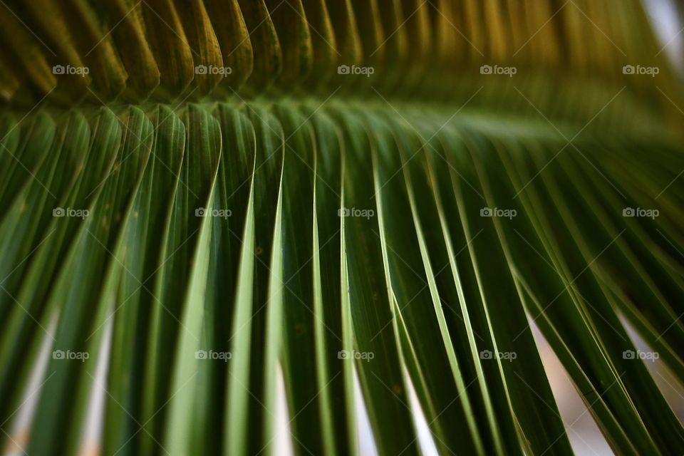 Leaf of palm