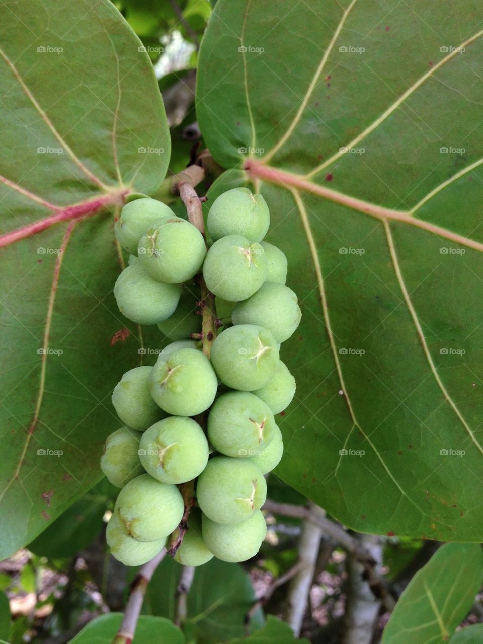 Sea grapes