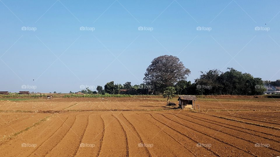 morning at the field