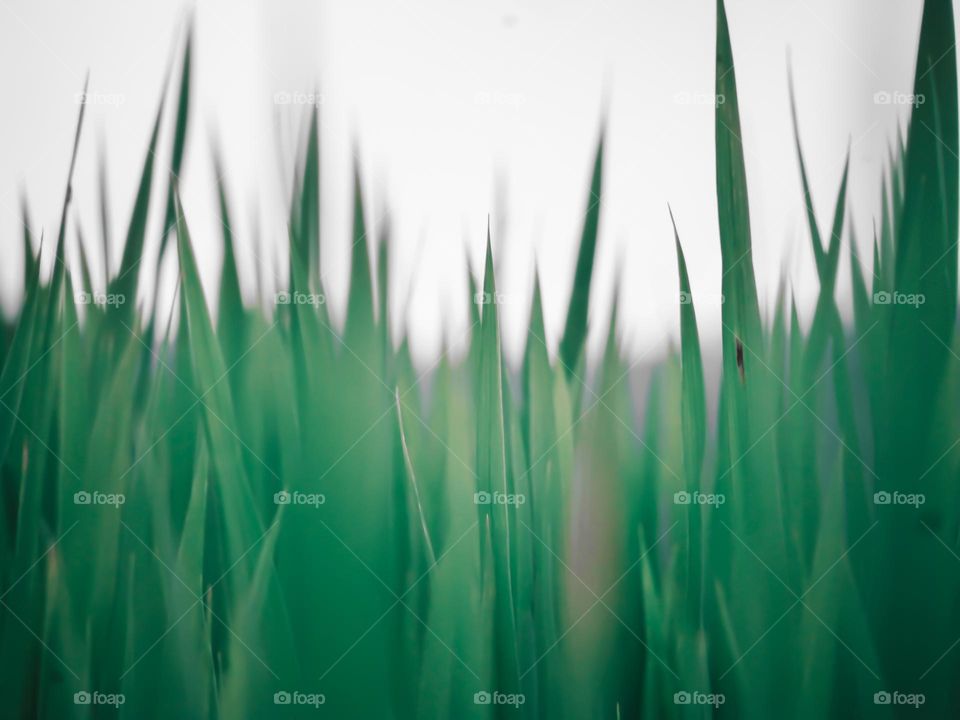 Grass