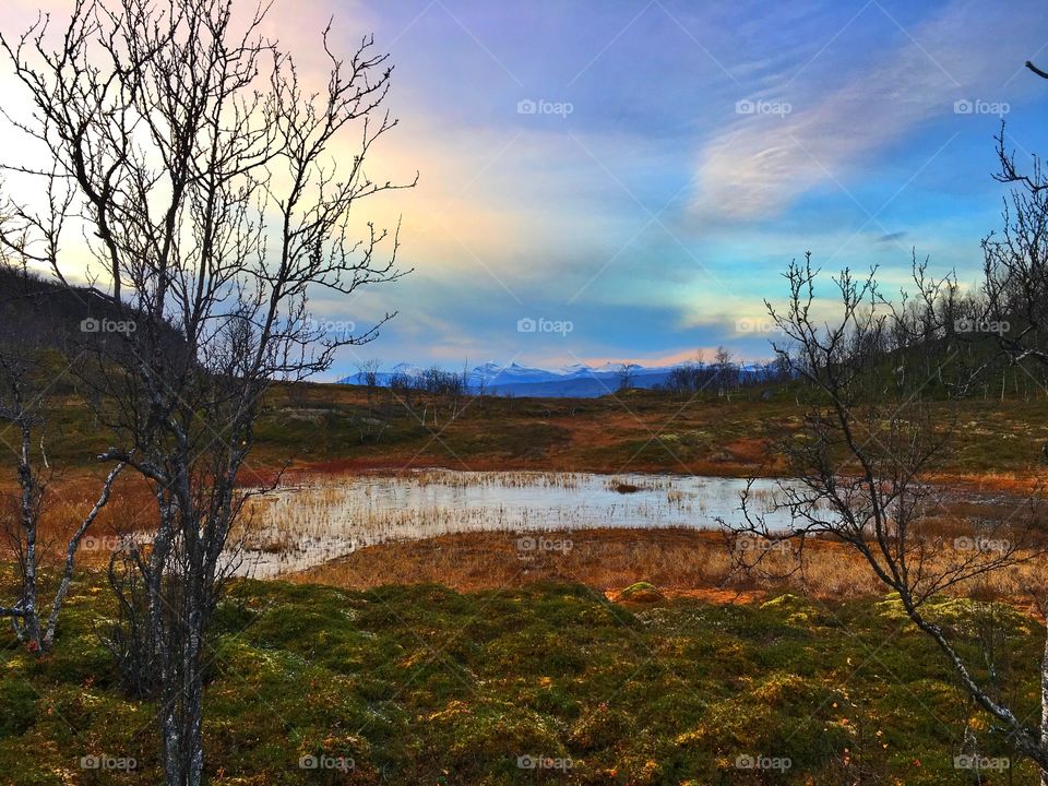 Forest view - in Narvik. 