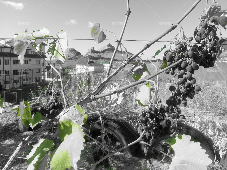 View on Geonoese Fortress