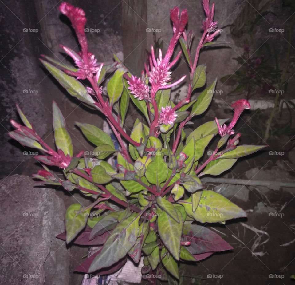 velvet plant