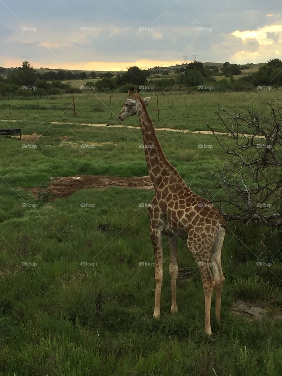 Safari South Africa Giraffes 🦒 🇿🇦