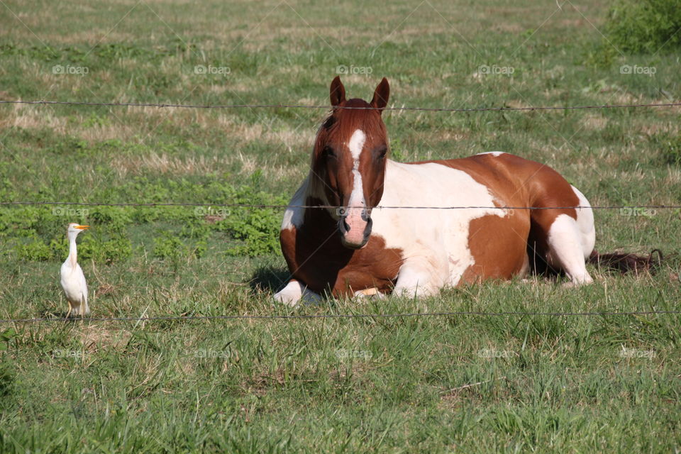 A horse and his friend 