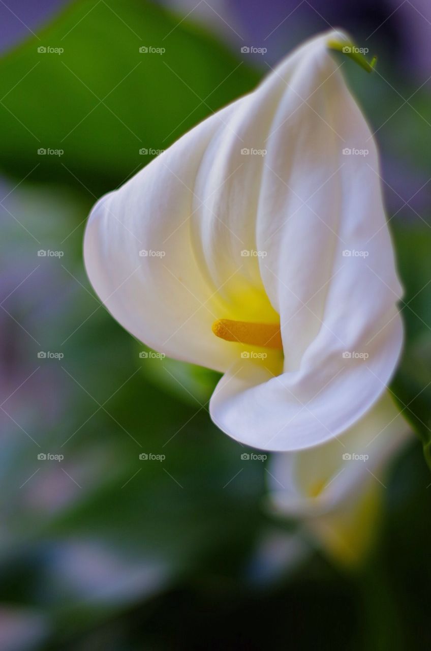 Calla Lily