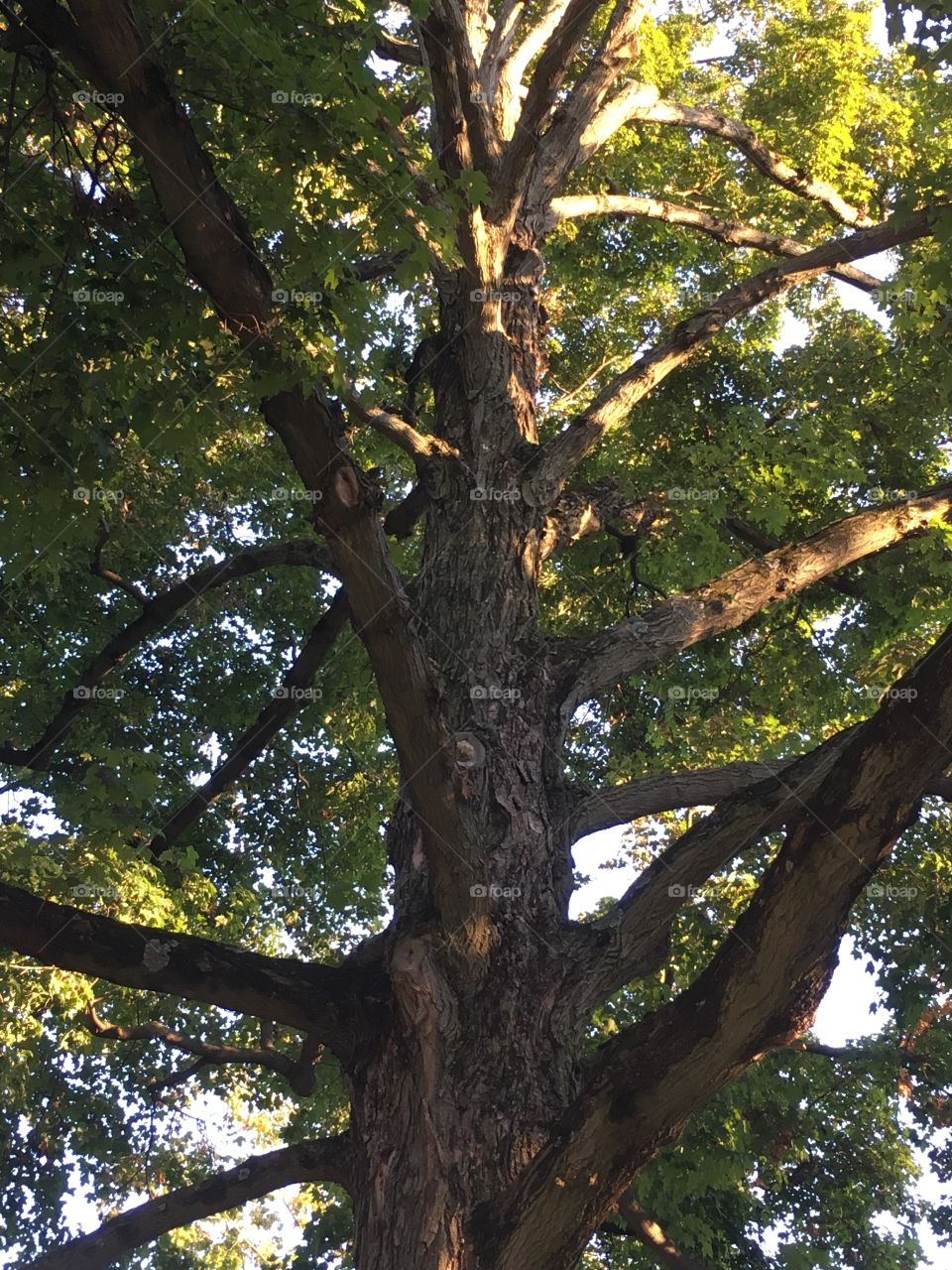 Tree trunk and branches