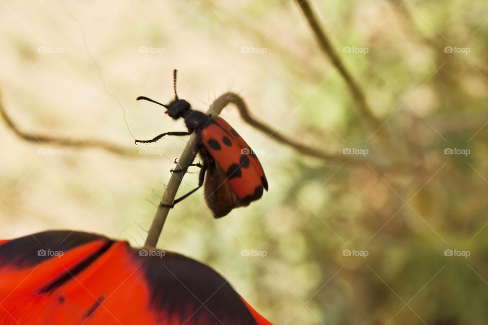 poppy iran insects bugs by nader_esk