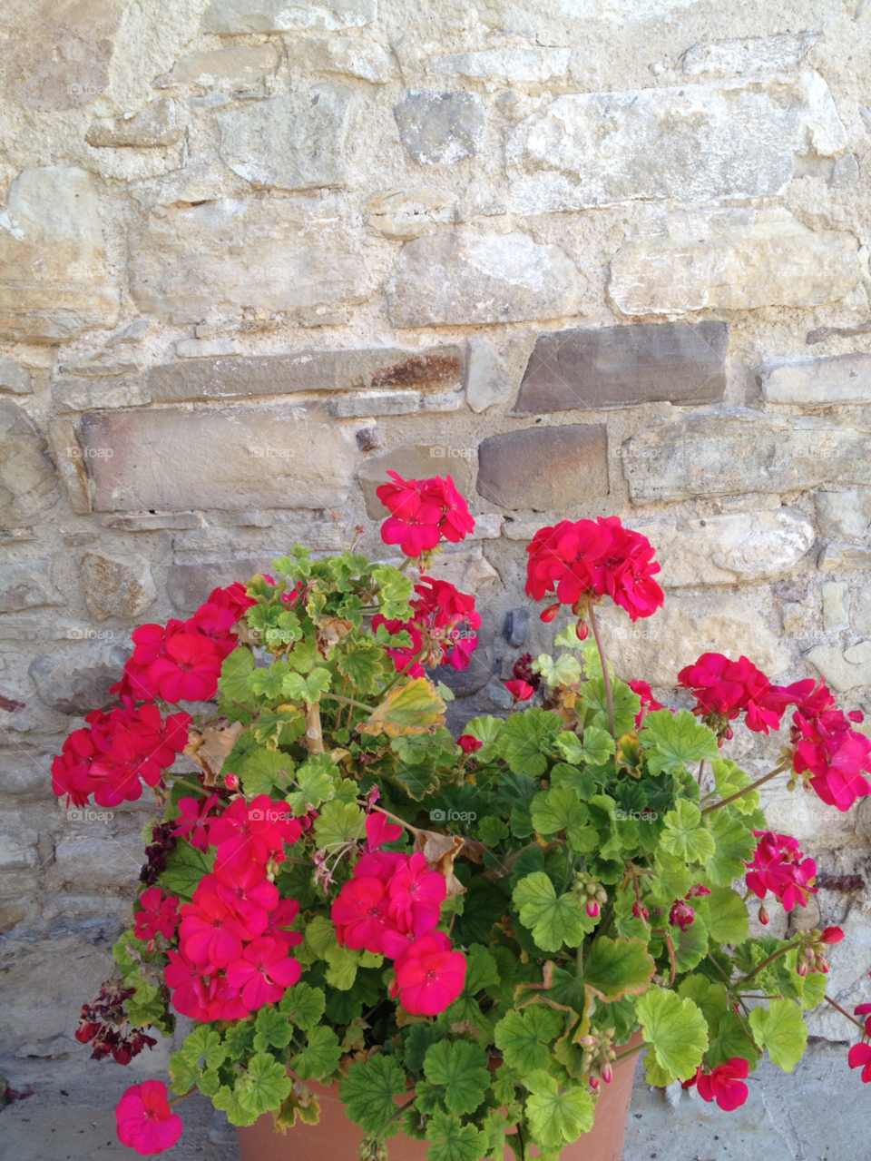 flowers plants wall stone by gkallis23