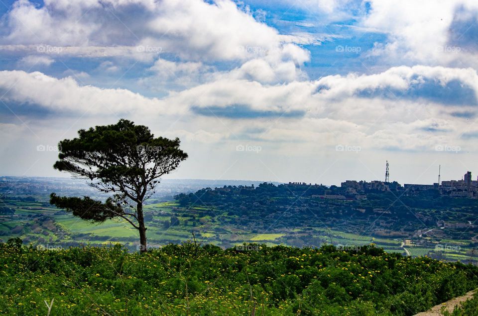 lone tree on a beautiful valley landscape at Dwejra Malta