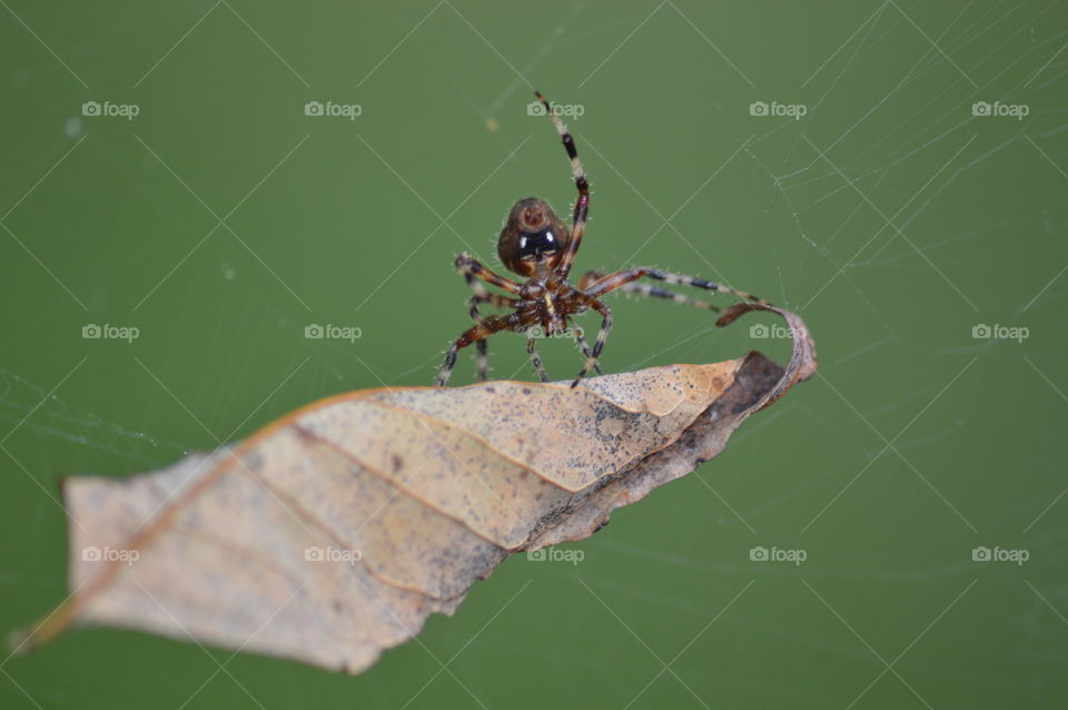 Spider freeing a leaf from its web