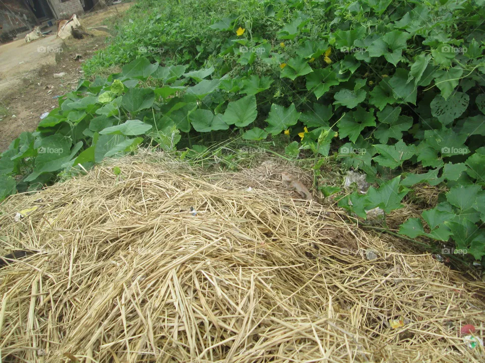 Straw