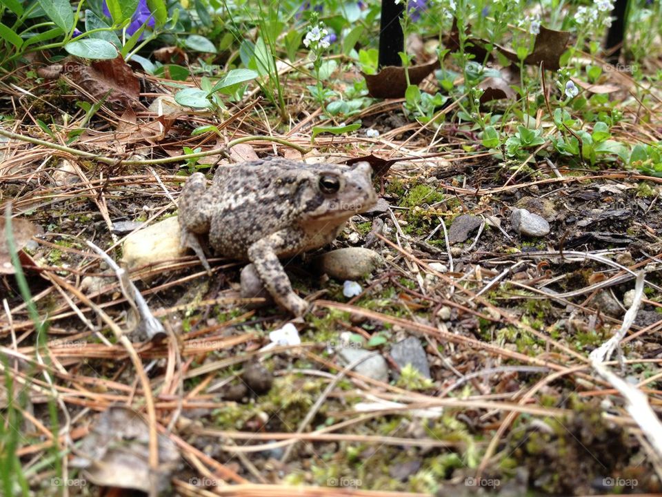 TOAD IN GARDEN