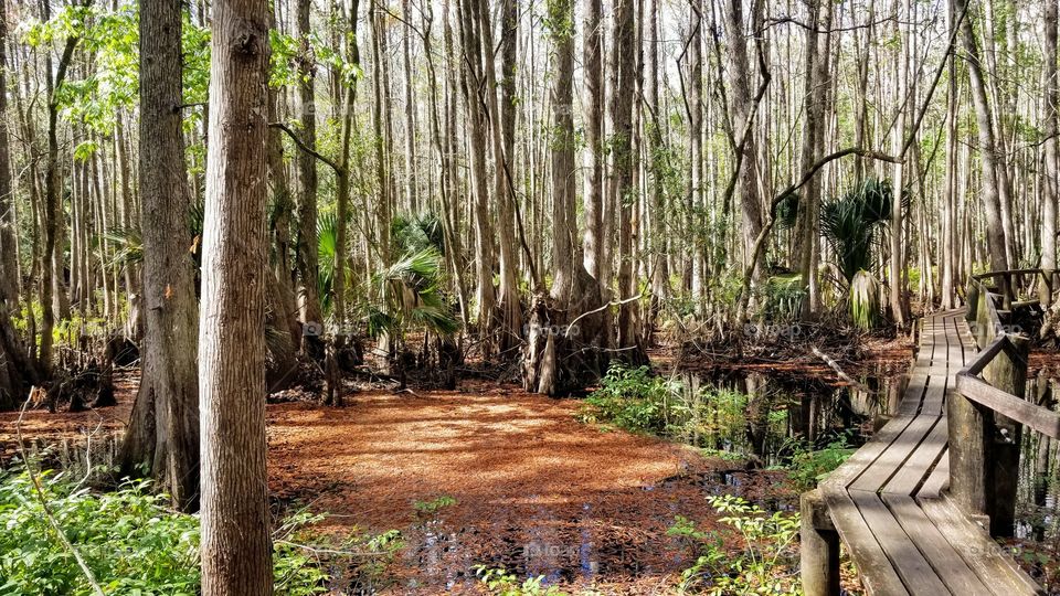 Beautiful sunny day for hiking in the cypress swamps of Florida.