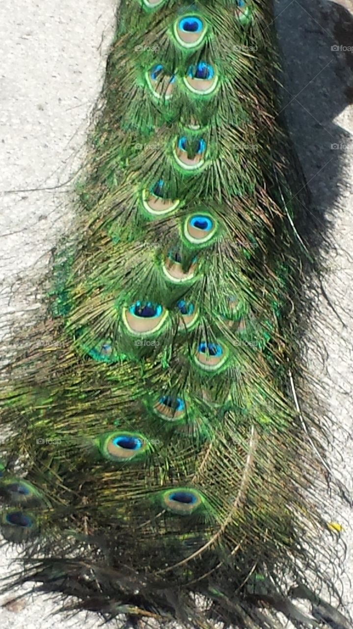 peacock