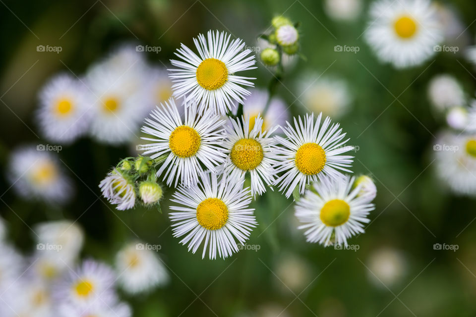 White chamomile flowers