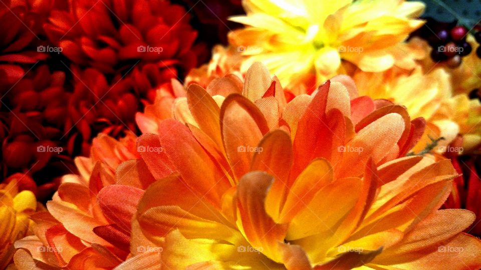 flowers flaming orange yellow red Bloom petals soft gental